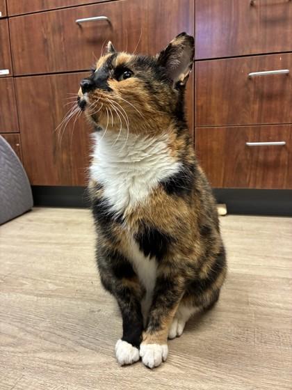 Enlarge Aileen, a Adoptable mixed breed in Quakertown, PA image 5/5