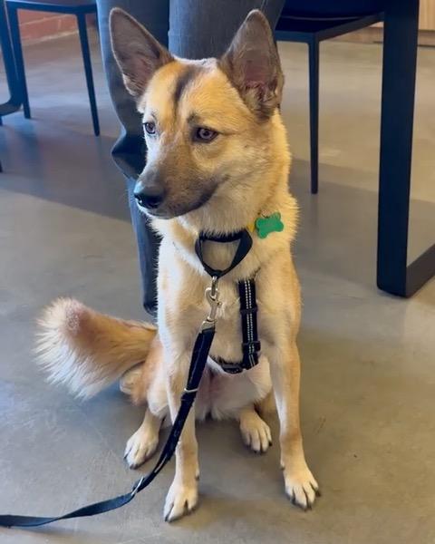 Breed Jindo  Shepherd mix Age 2 yrs Weight 33 lbs Good with dogs yes Good with cats unsure G