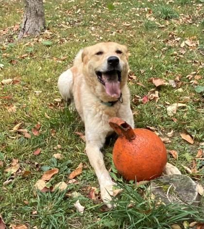 Molly, Adoptable, Adult Female Golden Retriever.
