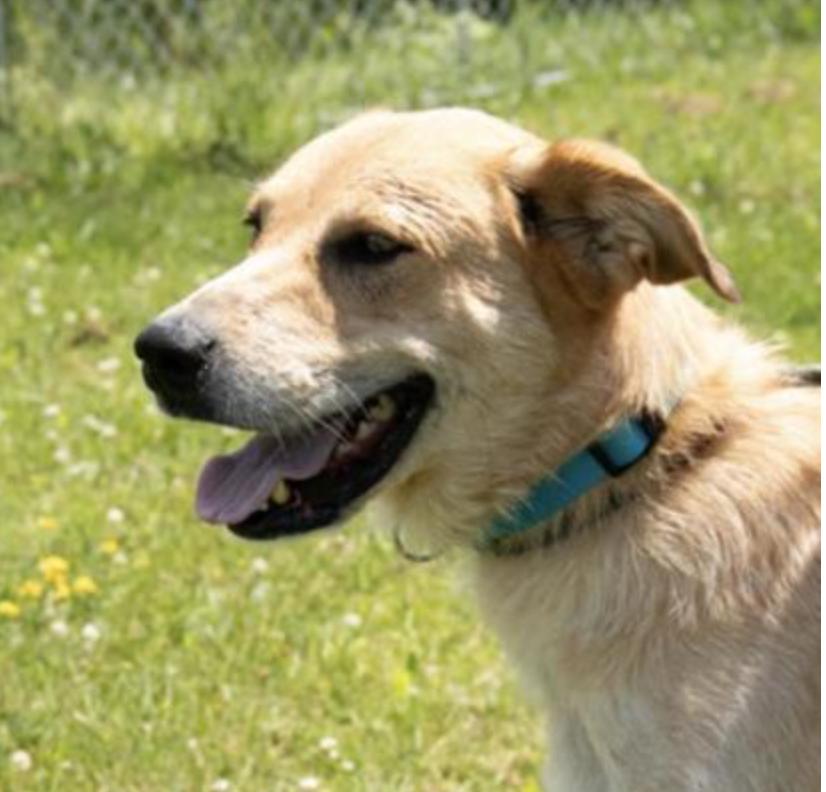 Enlarge Molly, a Adoptable mixed breed in Potsdam, NY image 3/4