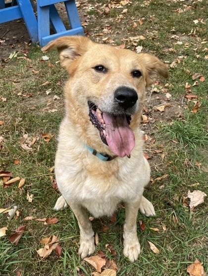 Enlarge Molly, a Adoptable mixed breed in Potsdam, NY image 2/4