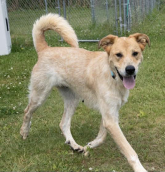 Enlarge Molly, a Adoptable mixed breed in Potsdam, NY image 4/4