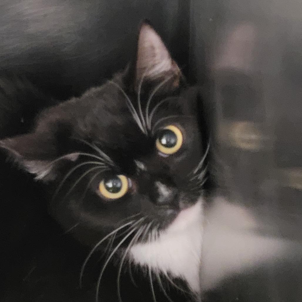 Enlarge Squidward, a Adoptable Domestic Short Hair in Las Vegas, NV image 1/1