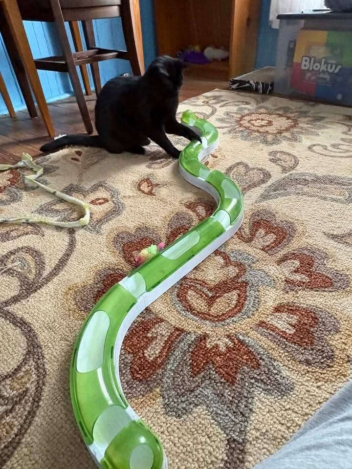 Enlarge Beautiful Bijou, a ADOPTABLE Domestic Short Hair in Lake Hopatcong, NJ image 3/6