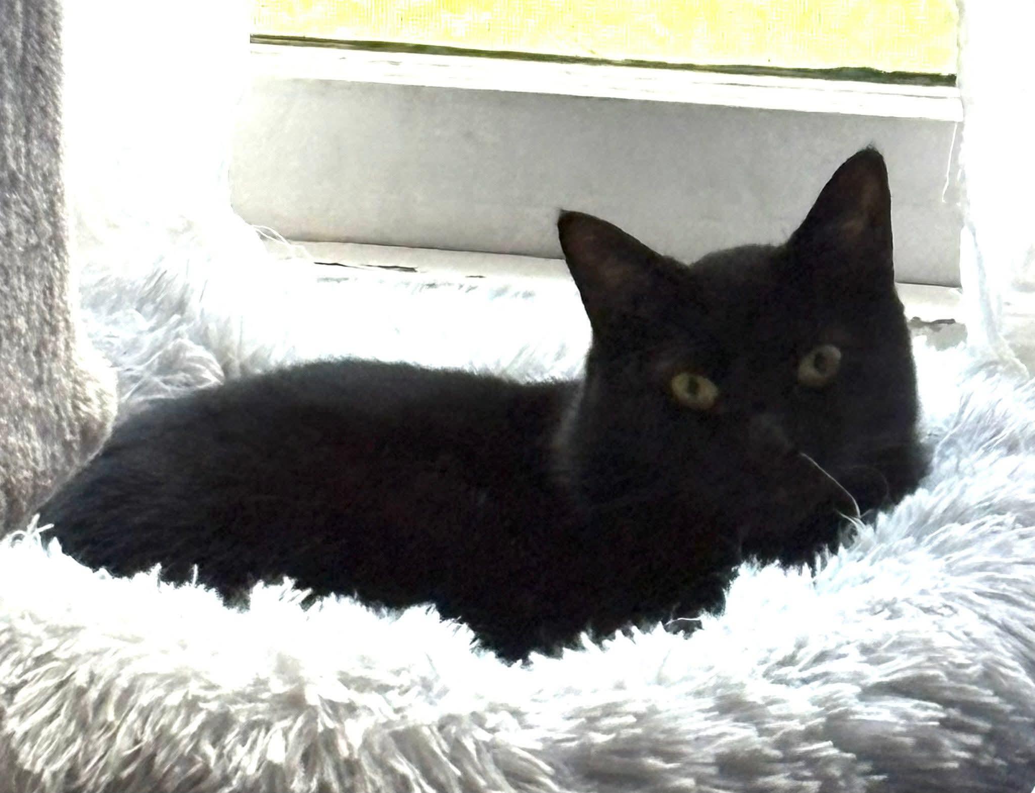 Enlarge Beautiful Bijou, a ADOPTABLE Domestic Short Hair in Lake Hopatcong, NJ image 2/6