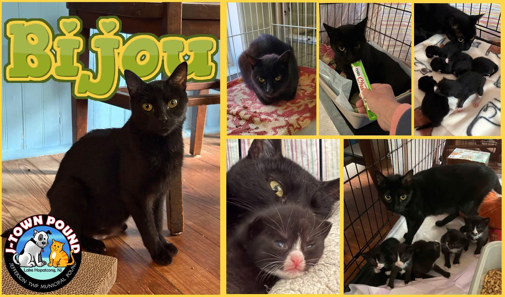 Enlarge Beautiful Bijou, a ADOPTABLE Domestic Short Hair in Lake Hopatcong, NJ image 4/6