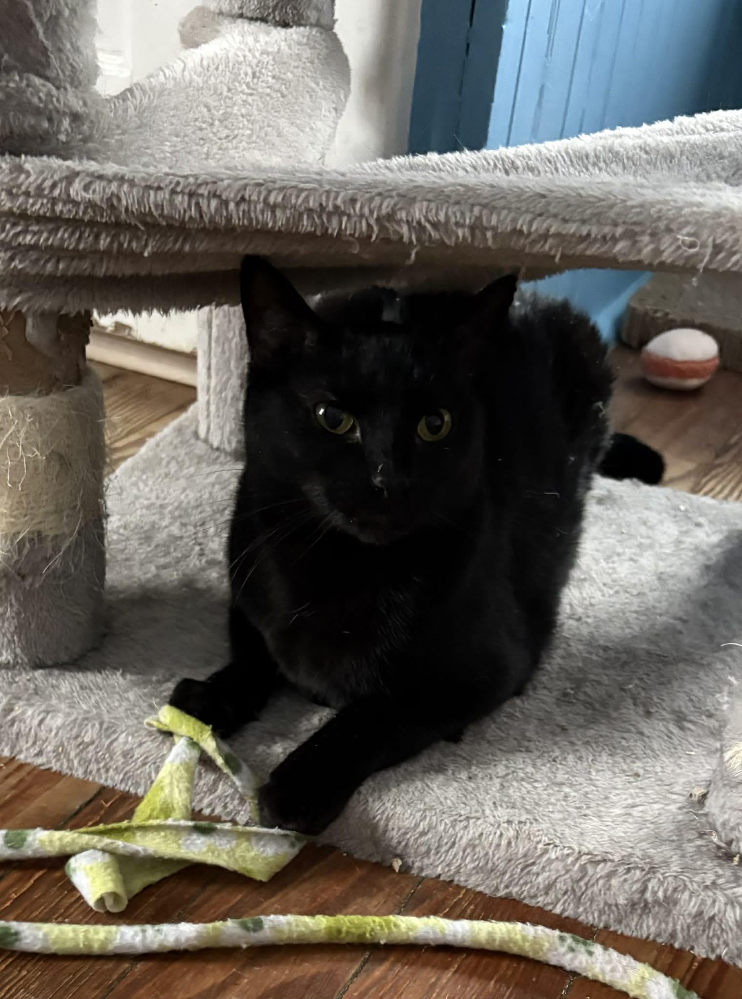 Enlarge Beautiful Bijou, a ADOPTABLE Domestic Short Hair in Lake Hopatcong, NJ image 6/6