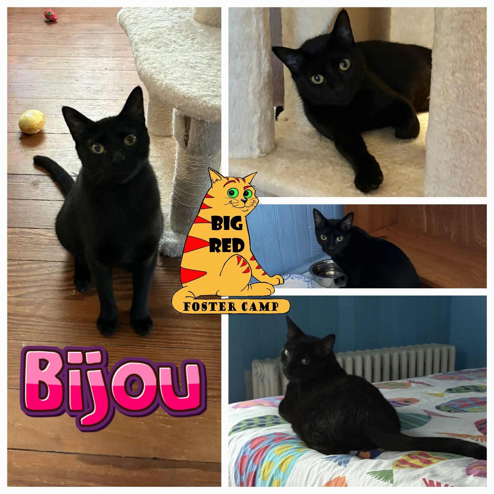 Enlarge Beautiful Bijou, a ADOPTABLE Domestic Short Hair in Lake Hopatcong, NJ image 1/6