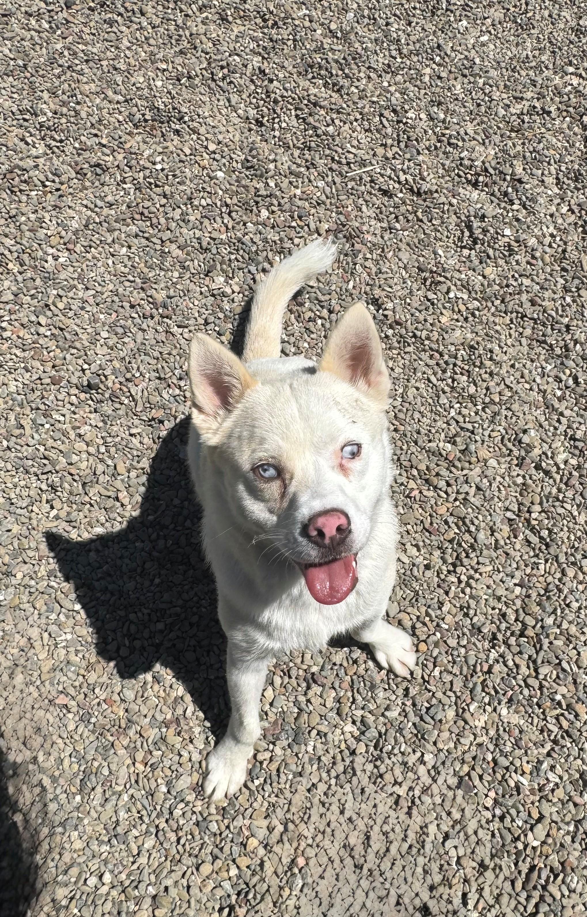 Dash, Adopted, Young Male Husky.