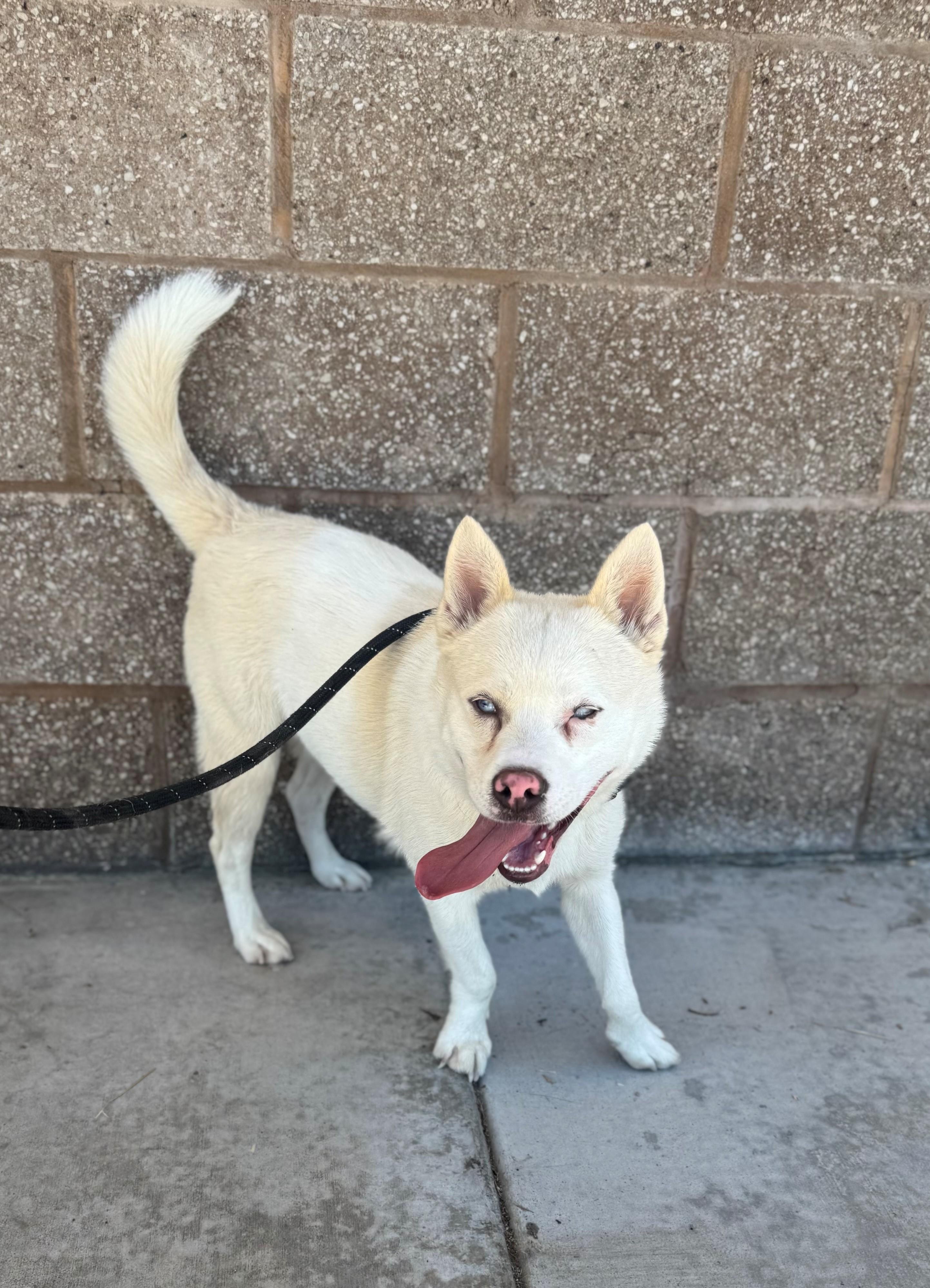 Dash, a Adopted mixed breed in Ripon, CA image 2/3