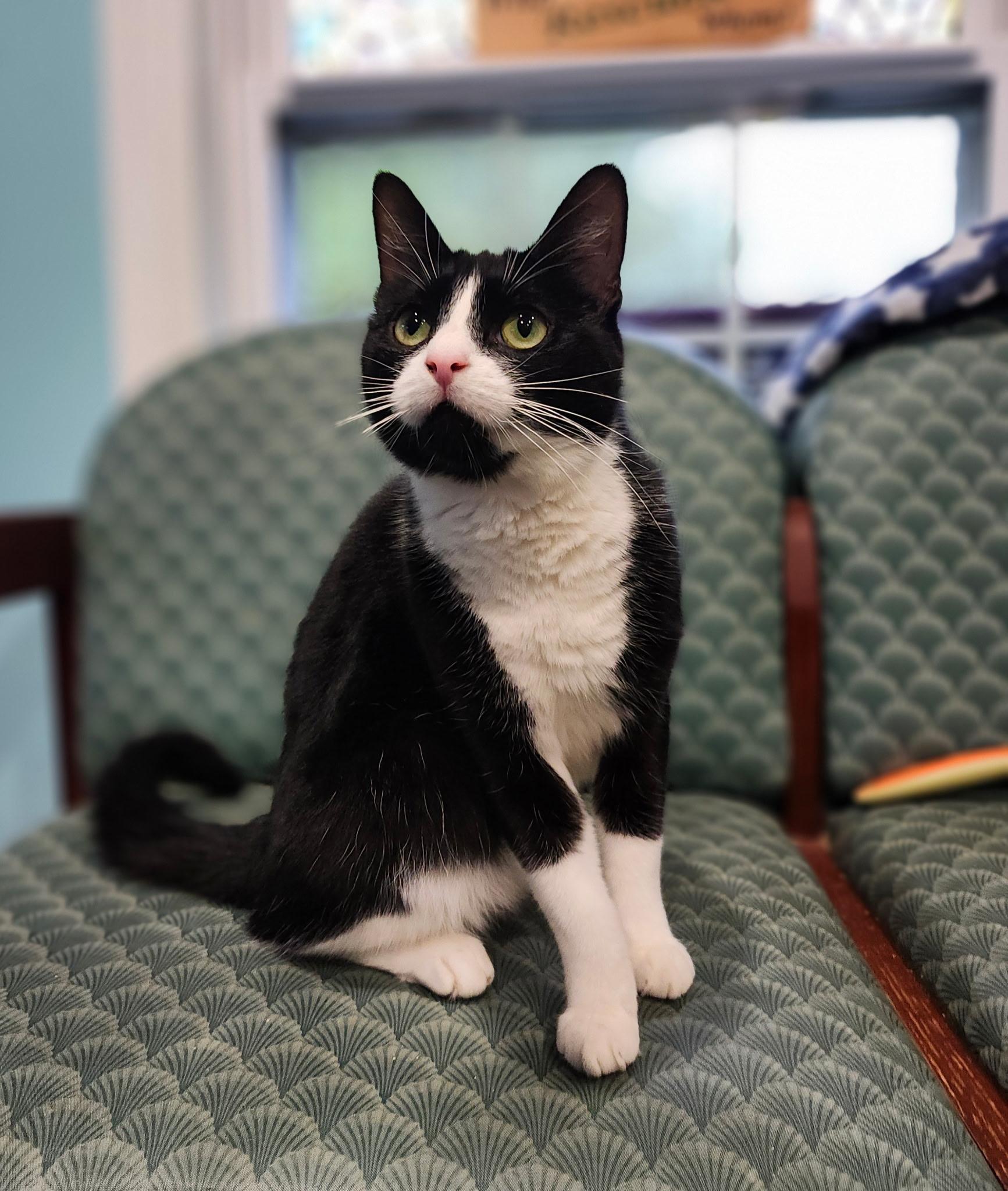 Enlarge Liberty, a Adoptable Domestic Short Hair in Blackstone, MA image 6/6