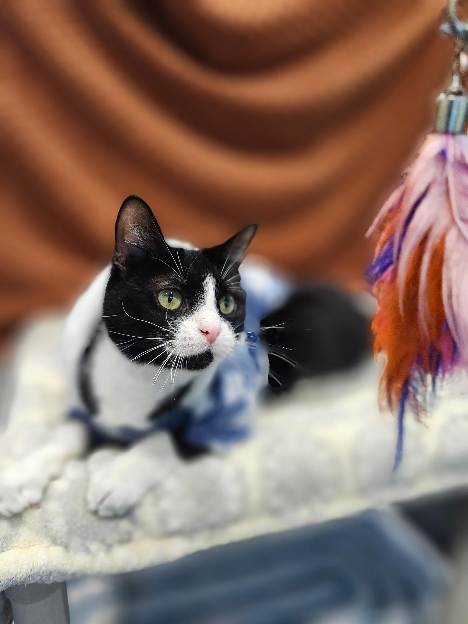 Enlarge Liberty, a Adoptable Domestic Short Hair in Blackstone, MA image 4/6