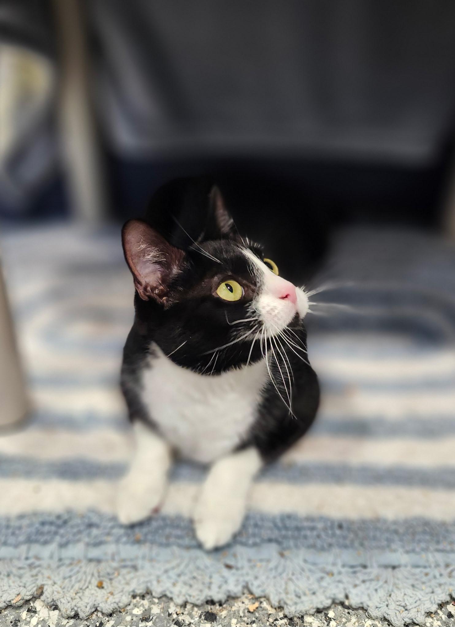 Enlarge Liberty, a Adoptable Domestic Short Hair in Blackstone, MA image 5/6