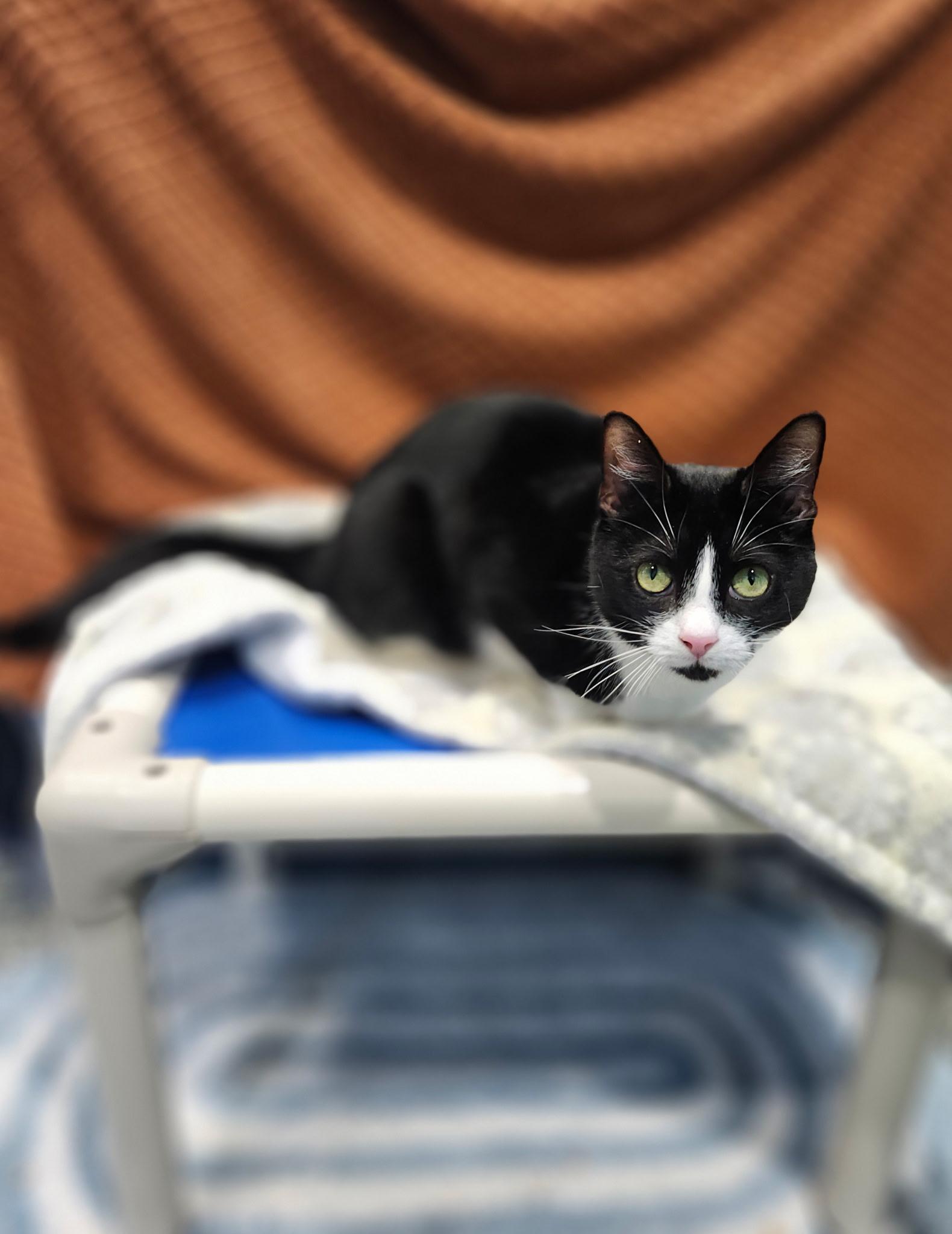 Enlarge Liberty, a Adoptable Domestic Short Hair in Blackstone, MA image 3/6