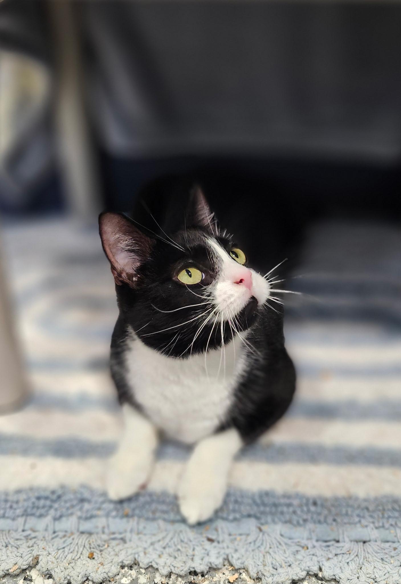 Enlarge Liberty, a Adoptable Domestic Short Hair in Blackstone, MA image 2/6
