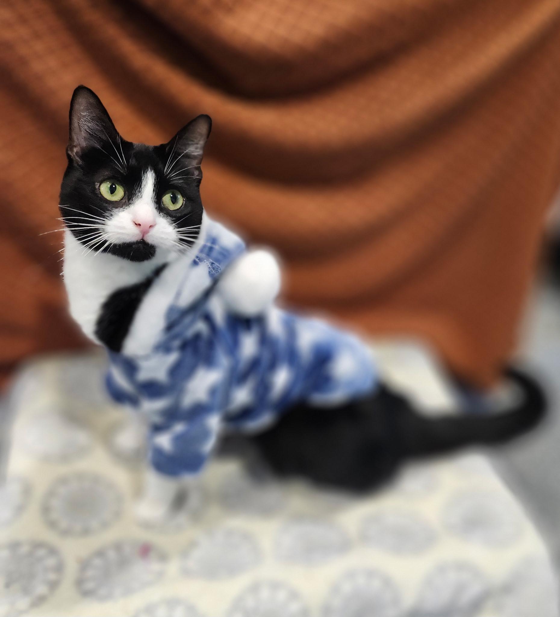 Enlarge Liberty, a Adoptable Domestic Short Hair in Blackstone, MA image 1/6