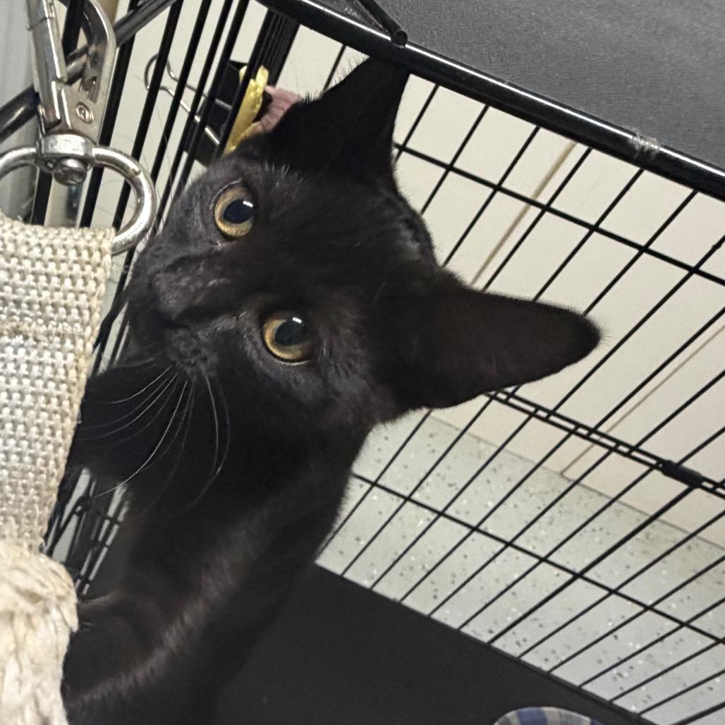 Enlarge Mini me, a Adoptable Domestic Short Hair in Blair, WI image 2/2