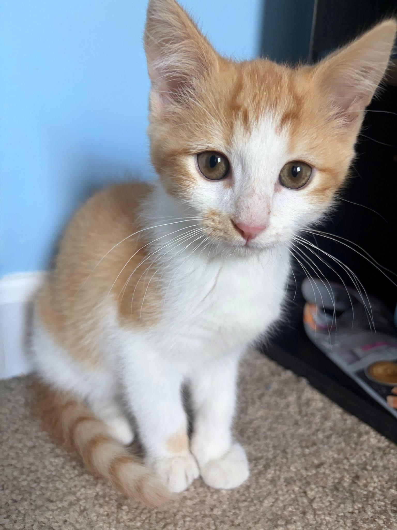 Enlarge Smoochie, a Adoptable Domestic Short Hair in Wilmington, NC image 1/1