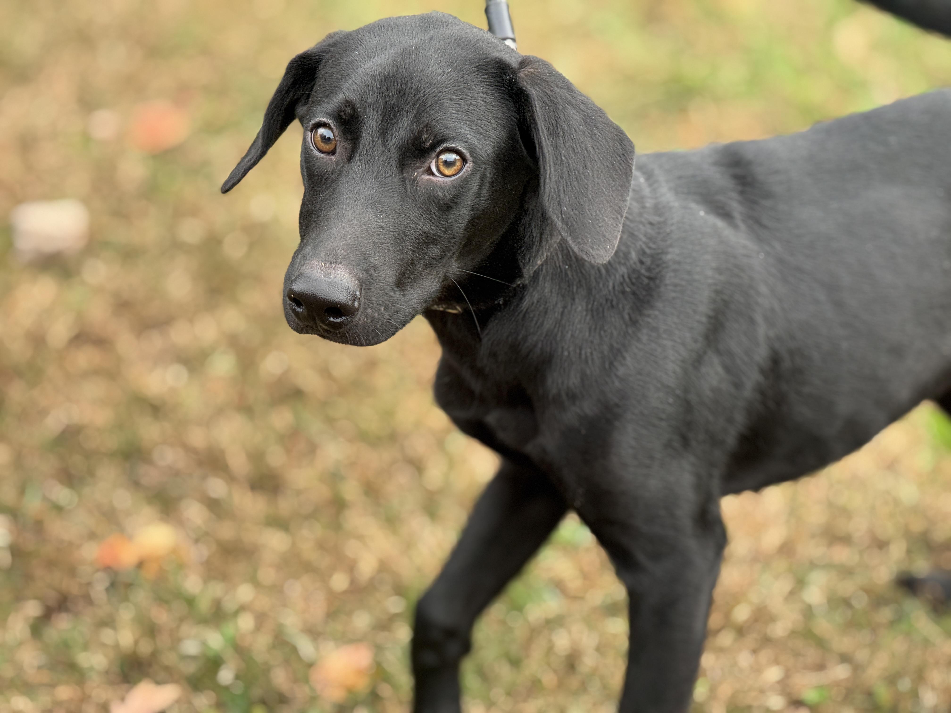 Arlo, a Adoptable mixed breed in Richmond, VA image 2/6