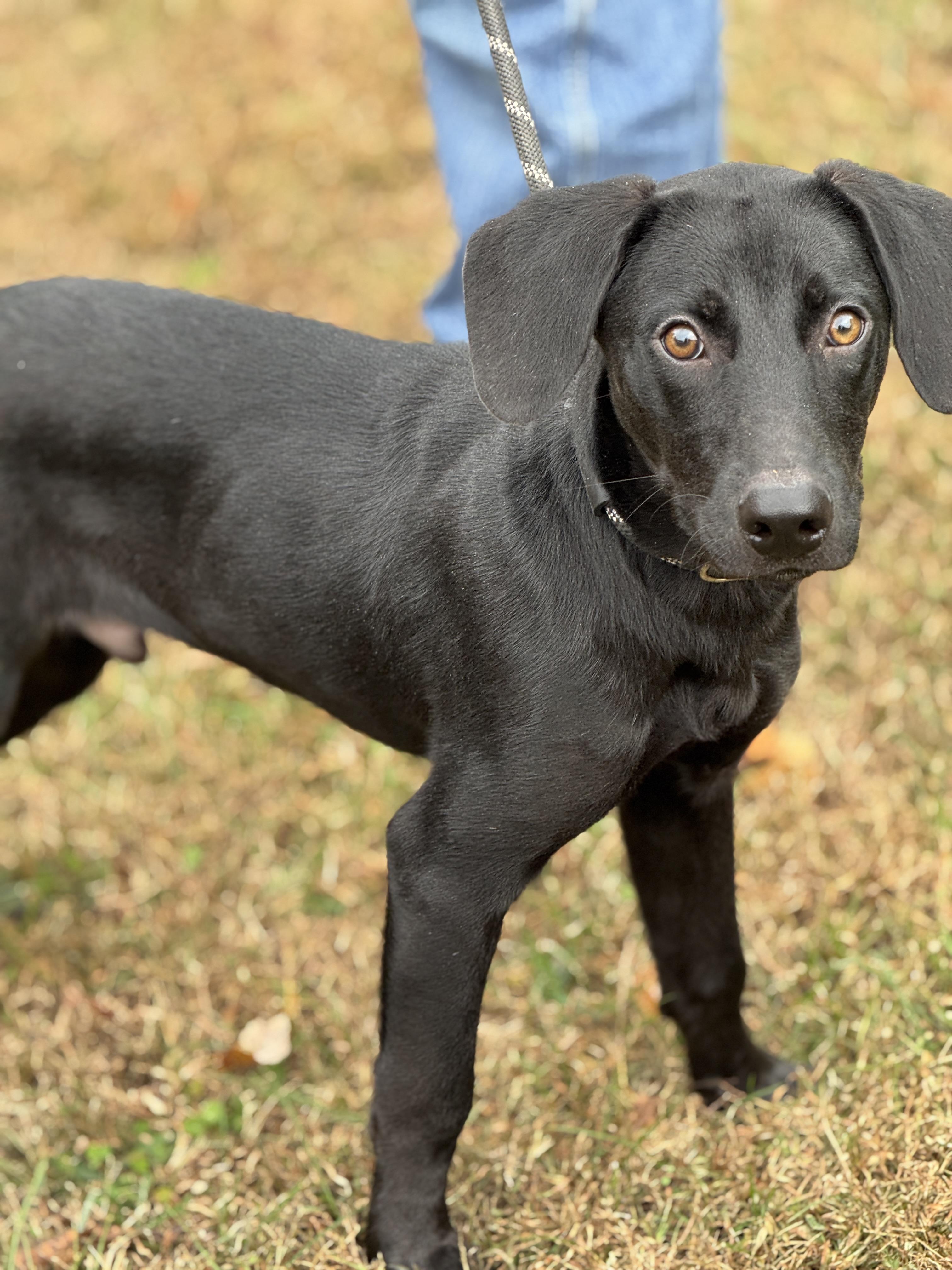 Arlo, a Adoptable mixed breed in Richmond, VA image 3/6