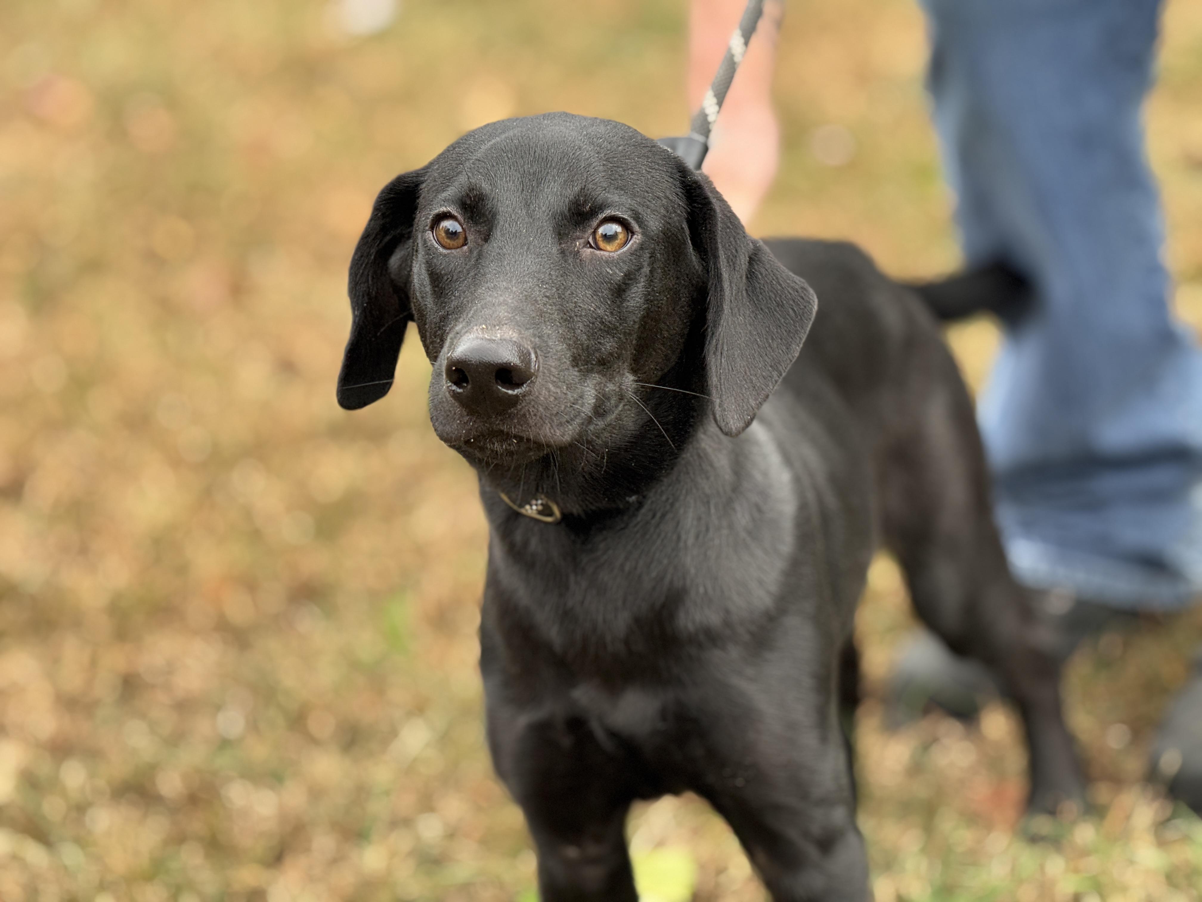 Arlo, a Adoptable mixed breed in Richmond, VA image 4/6