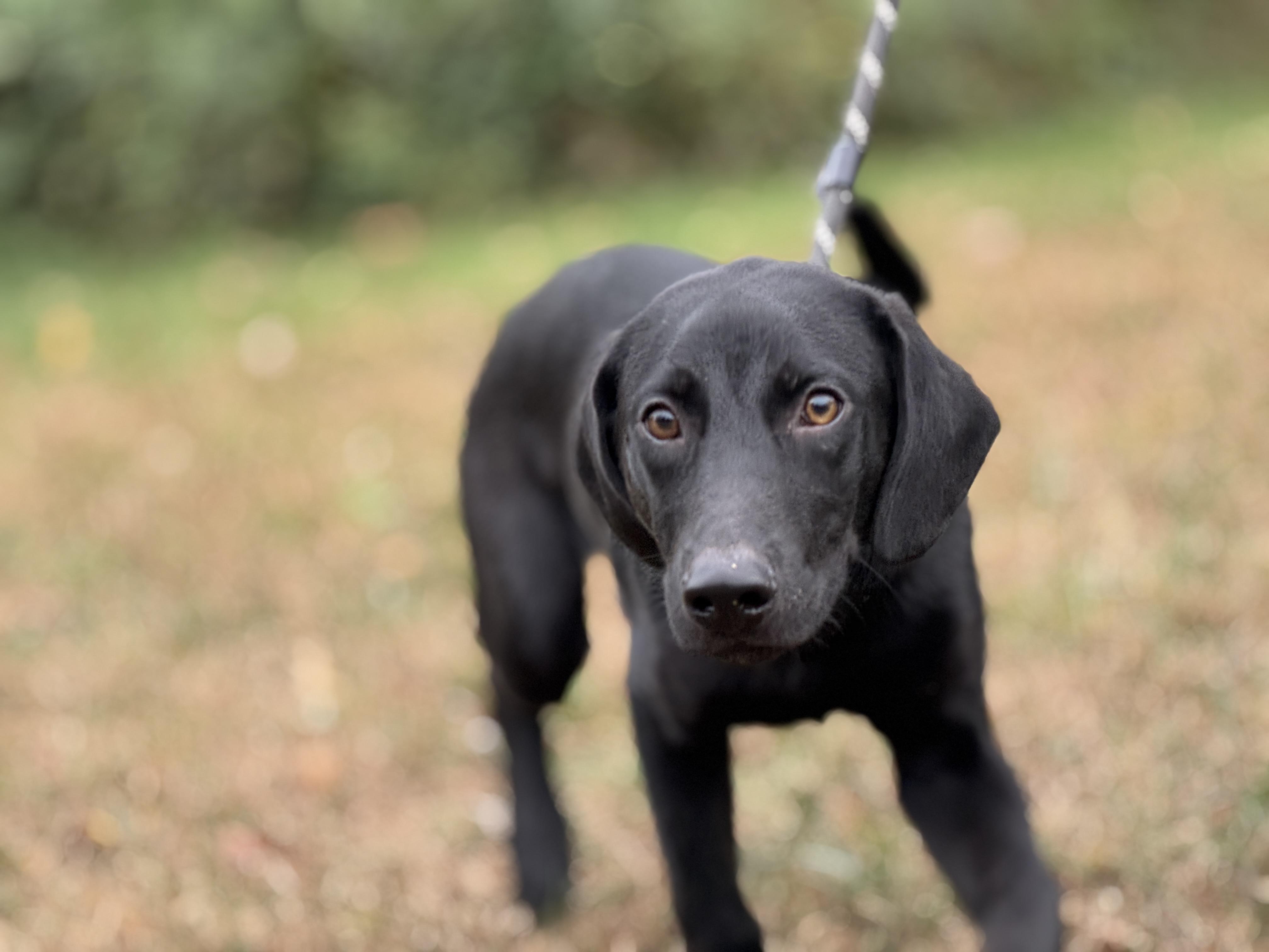 Arlo, a Adoptable mixed breed in Richmond, VA image 5/6