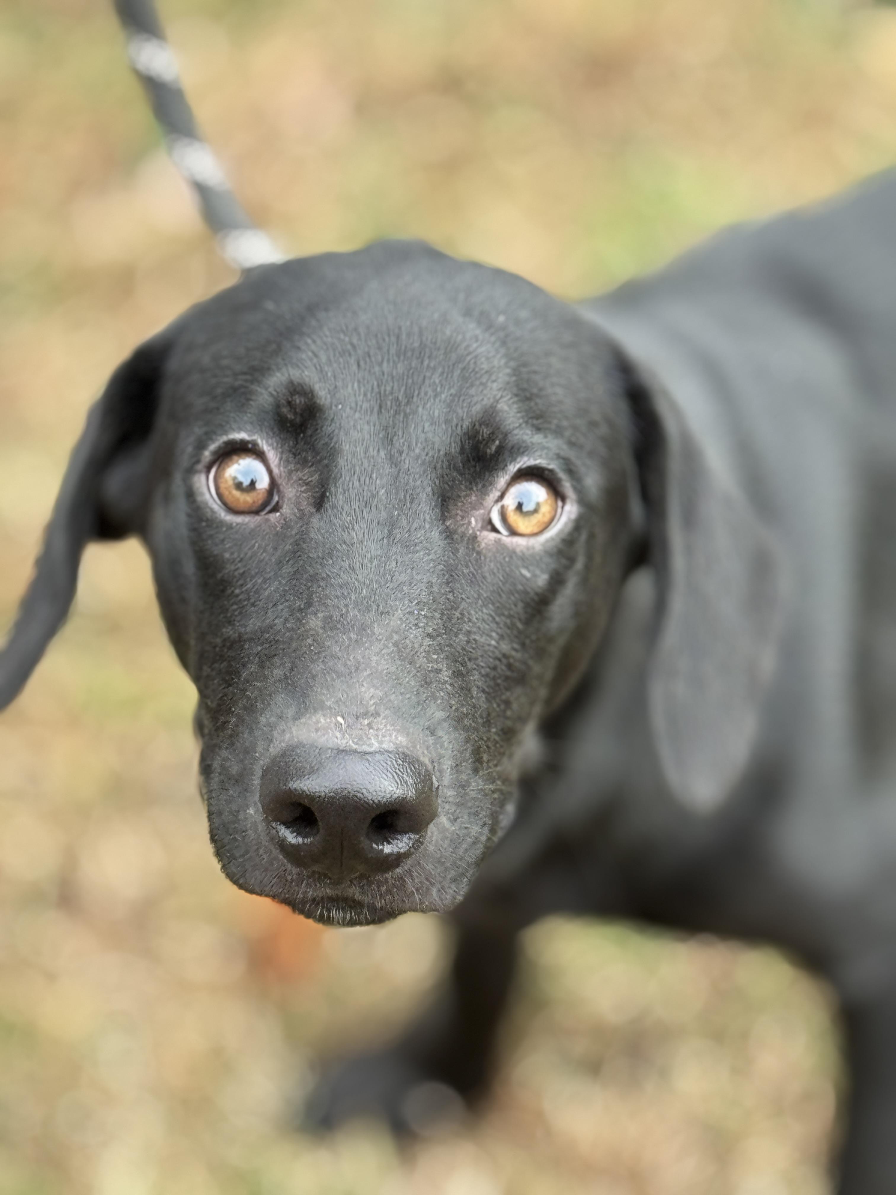 Arlo, Adoptable, Young Male Labrador Retriever.