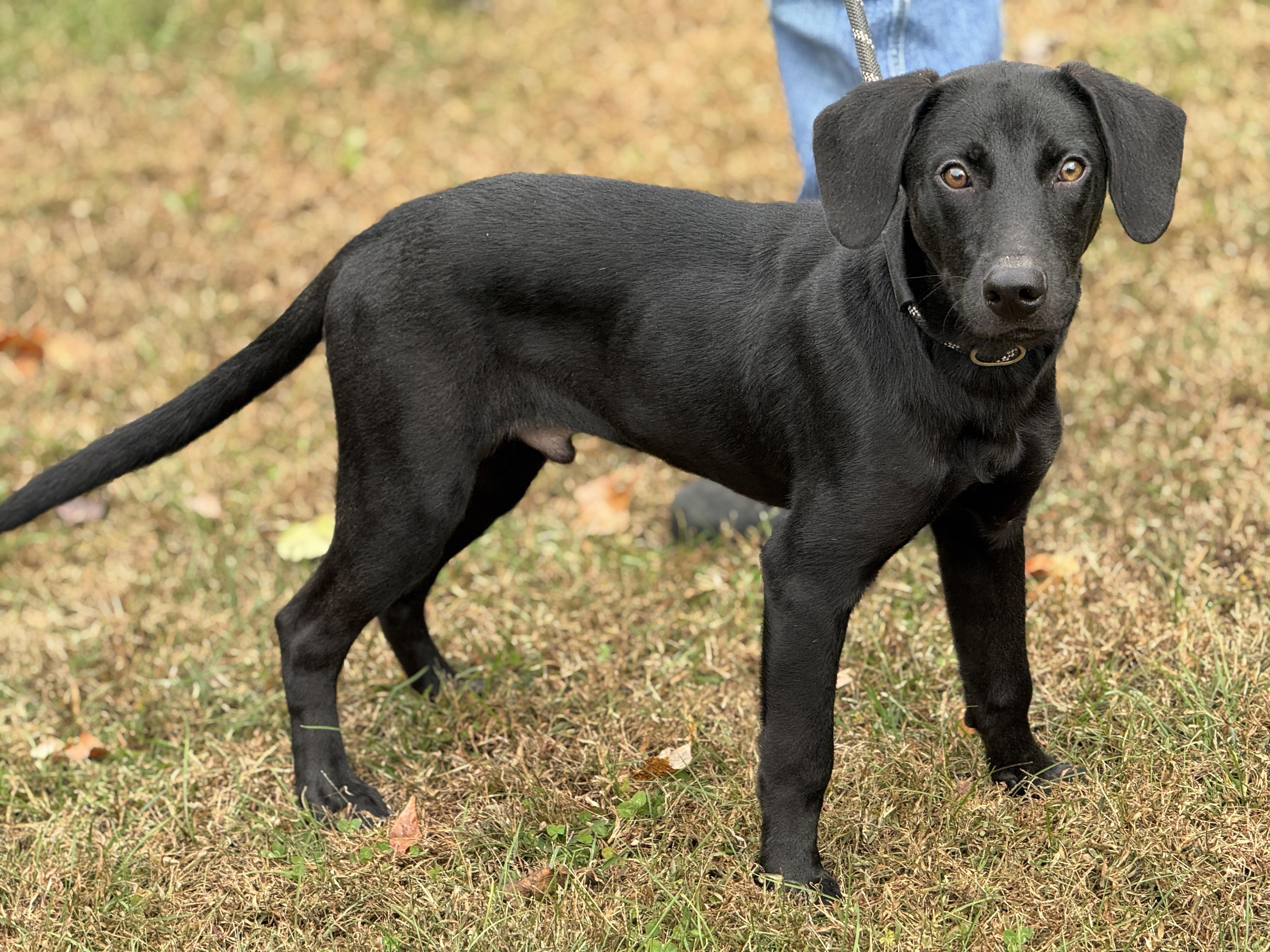 Arlo, a Adoptable mixed breed in Richmond, VA image 6/6