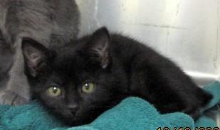 Coconut  Bonded To thumbnail 2