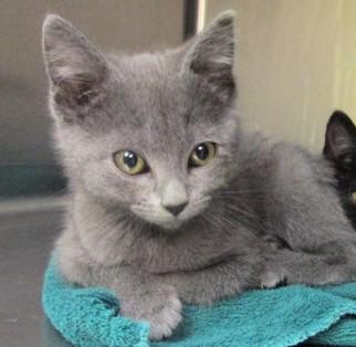 Coconut  Bonded To thumbnail 3