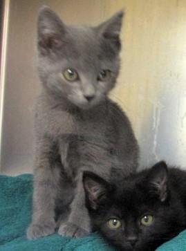 Coconut  Bonded To thumbnail 5