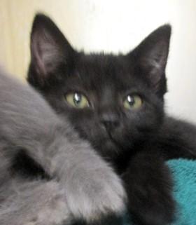 Coconut  Bonded To thumbnail 6