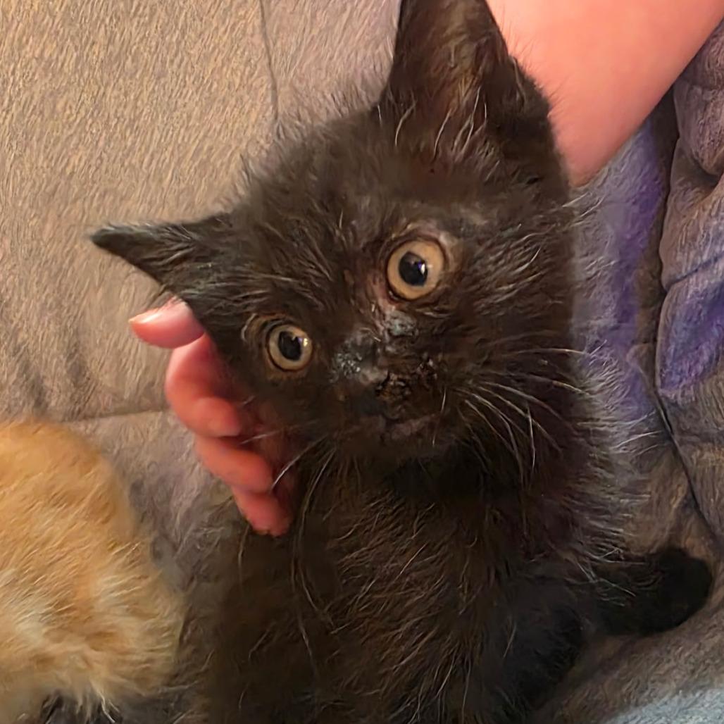 Frank, Adoptable, Kitten Female Domestic Medium Hair.