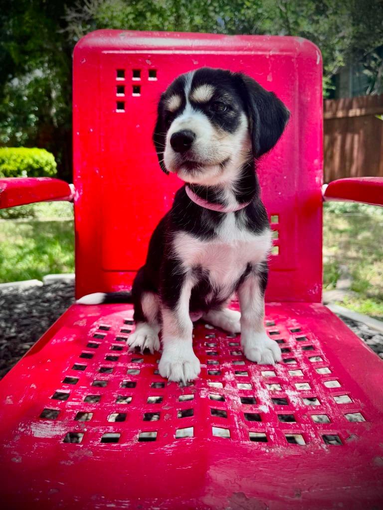 Sandy, Adoptable, Puppy Female Cocker Spaniel.