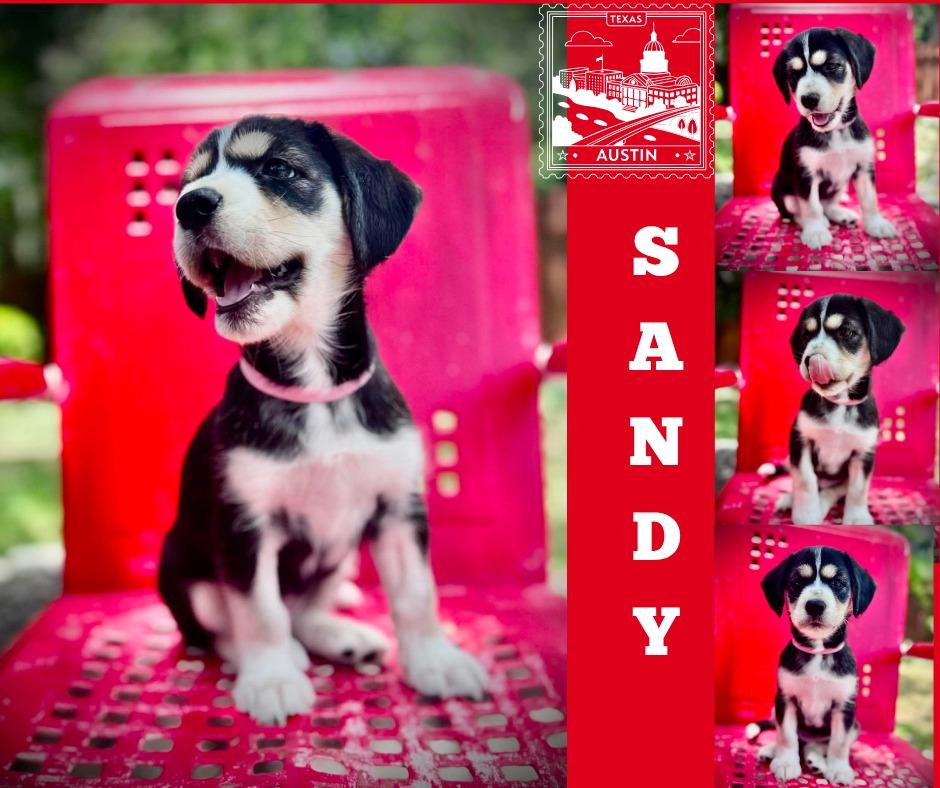 Sandy, a Adoptable Cocker Spaniel in Austin, TX image 3/5