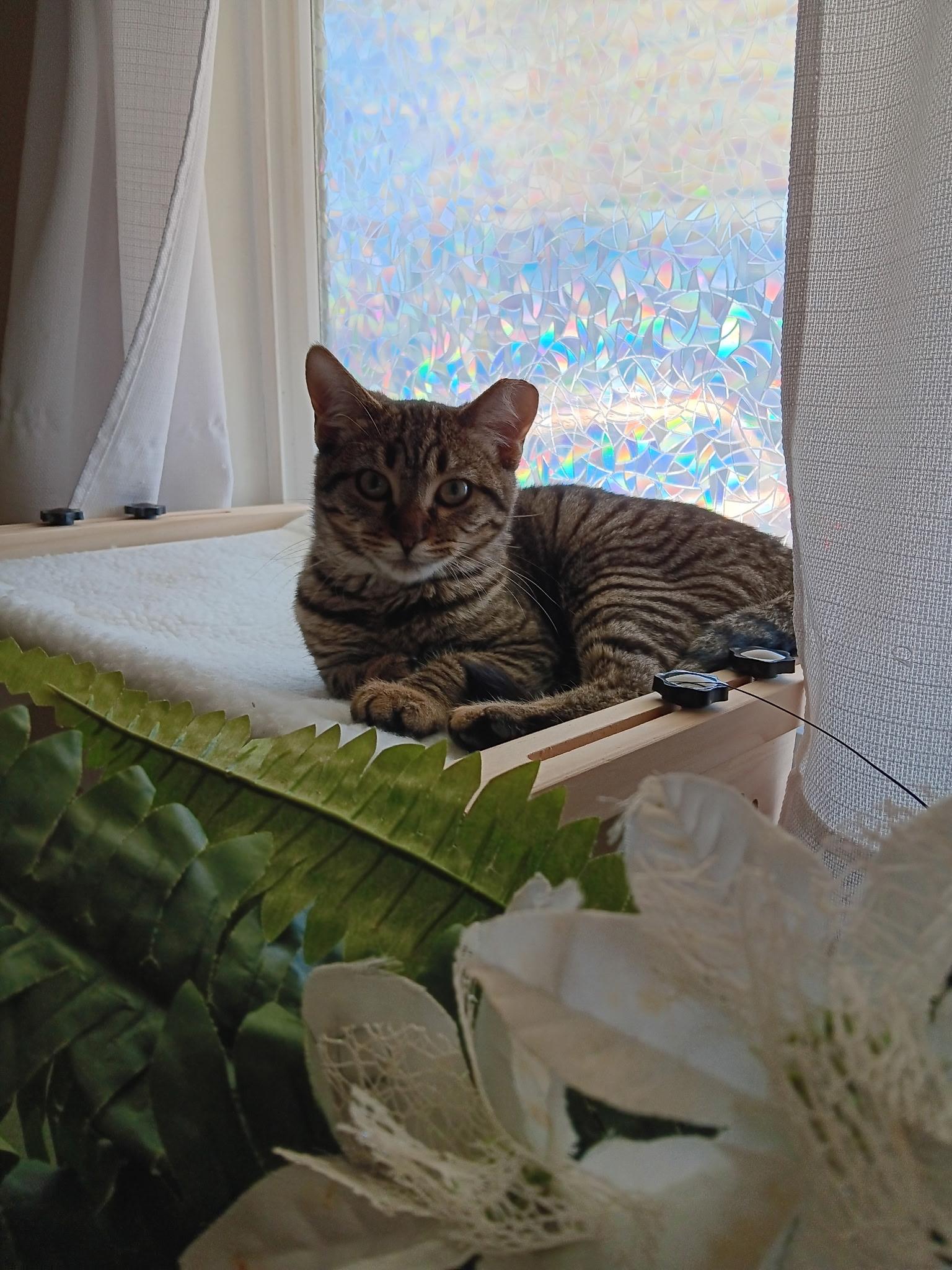 Enlarge Sonya, a ADOPTABLE Domestic Short Hair in Redondo Beach, CA image 2/3