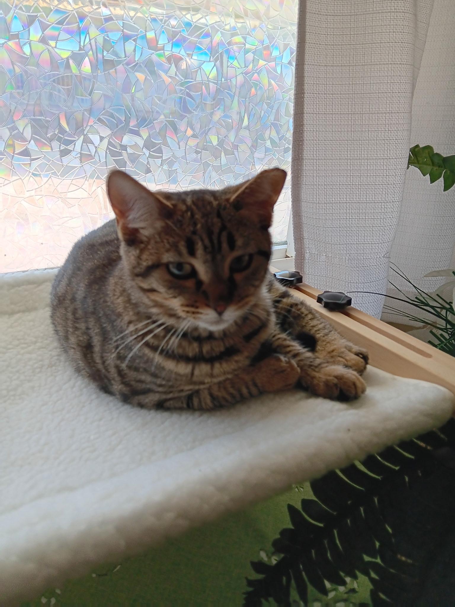 Enlarge Sonya, a ADOPTABLE Domestic Short Hair in Redondo Beach, CA image 3/3