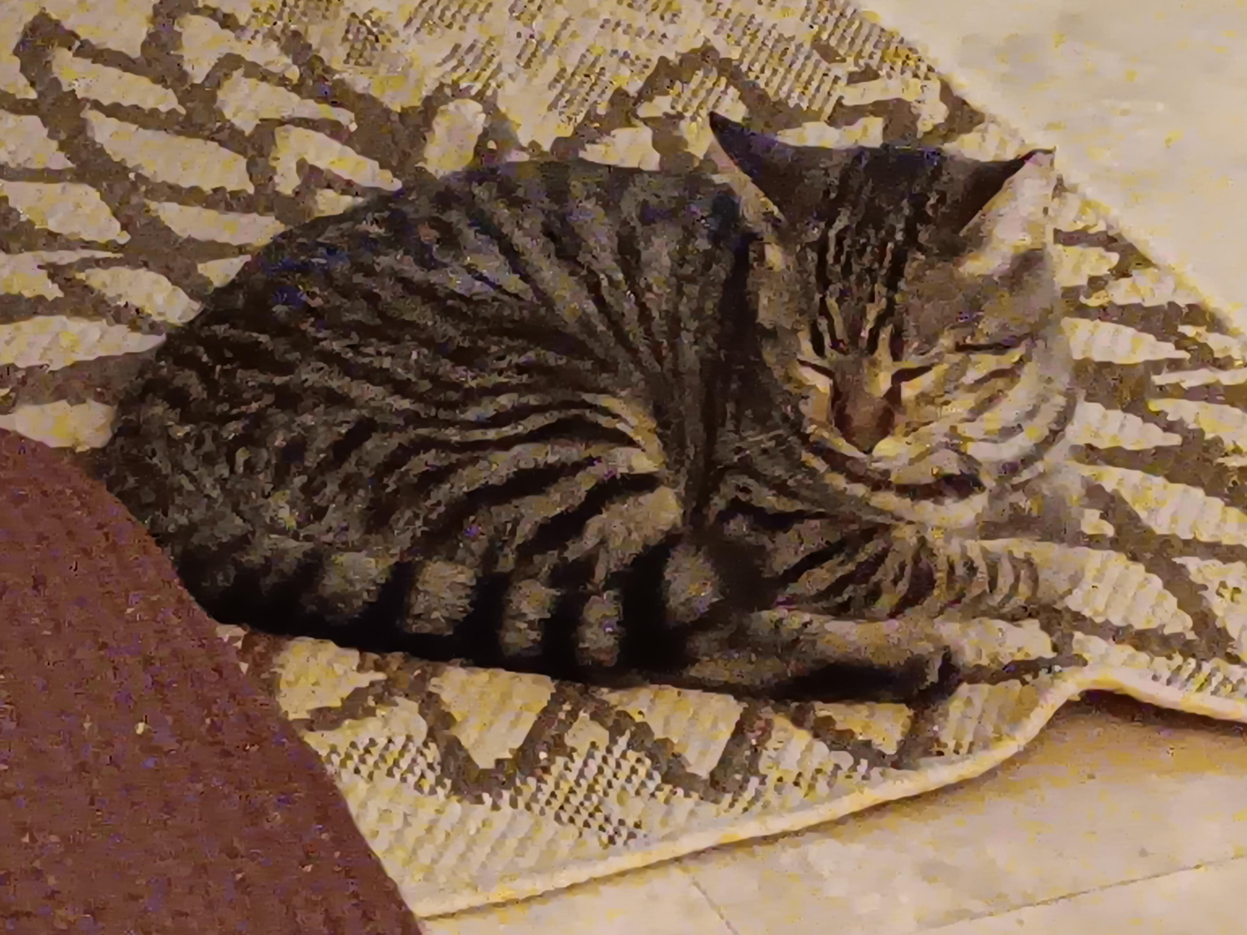 Sonya, ADOPTABLE, Young Female Domestic Short Hair.