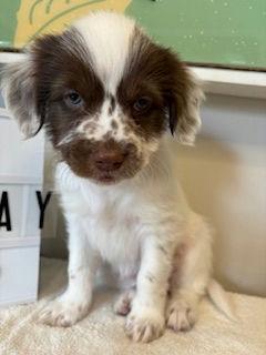 Enlarge Wednesday - Miranda Pup, a Adoptable mixed breed in Los Angeles, CA image 2/3