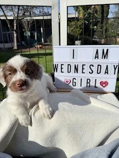 Enlarge Wednesday - Miranda Pup, a Adoptable mixed breed in Los Angeles, CA image 3/3