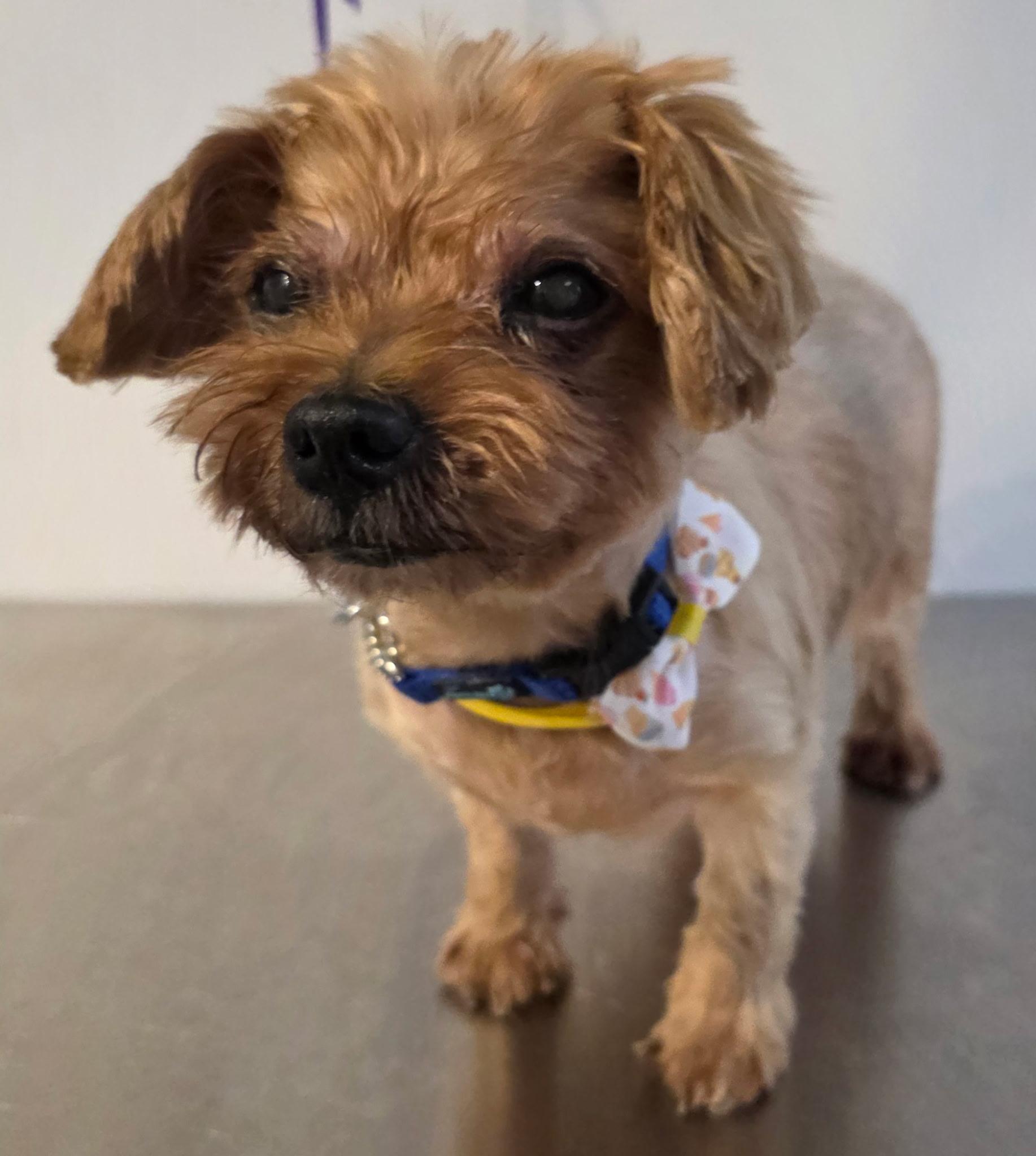 Enlarge Kopiko, a Adopted Yorkshire Terrier in New York, NY image 1/6