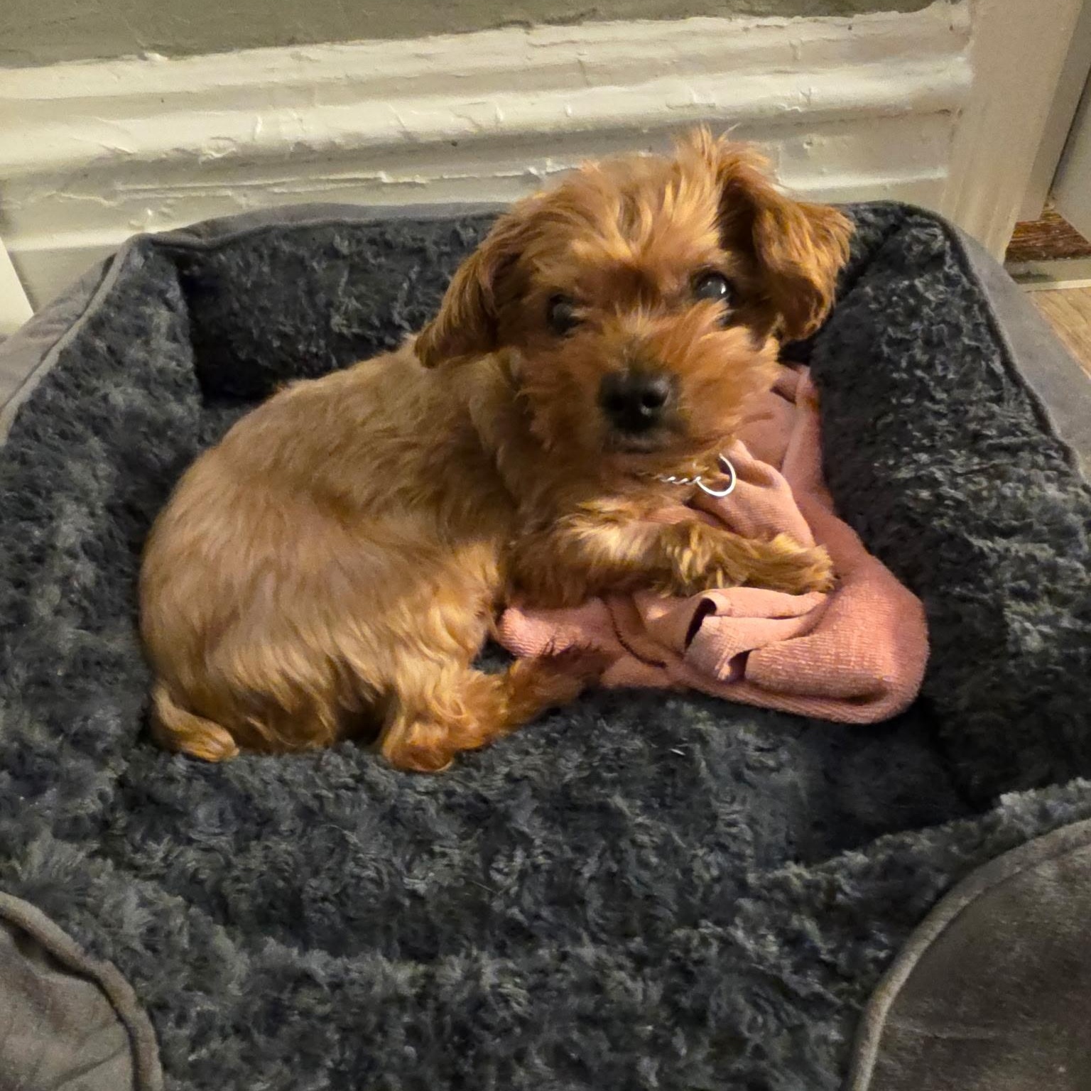 Enlarge Kopiko, a Adopted Yorkshire Terrier in New York, NY image 4/6