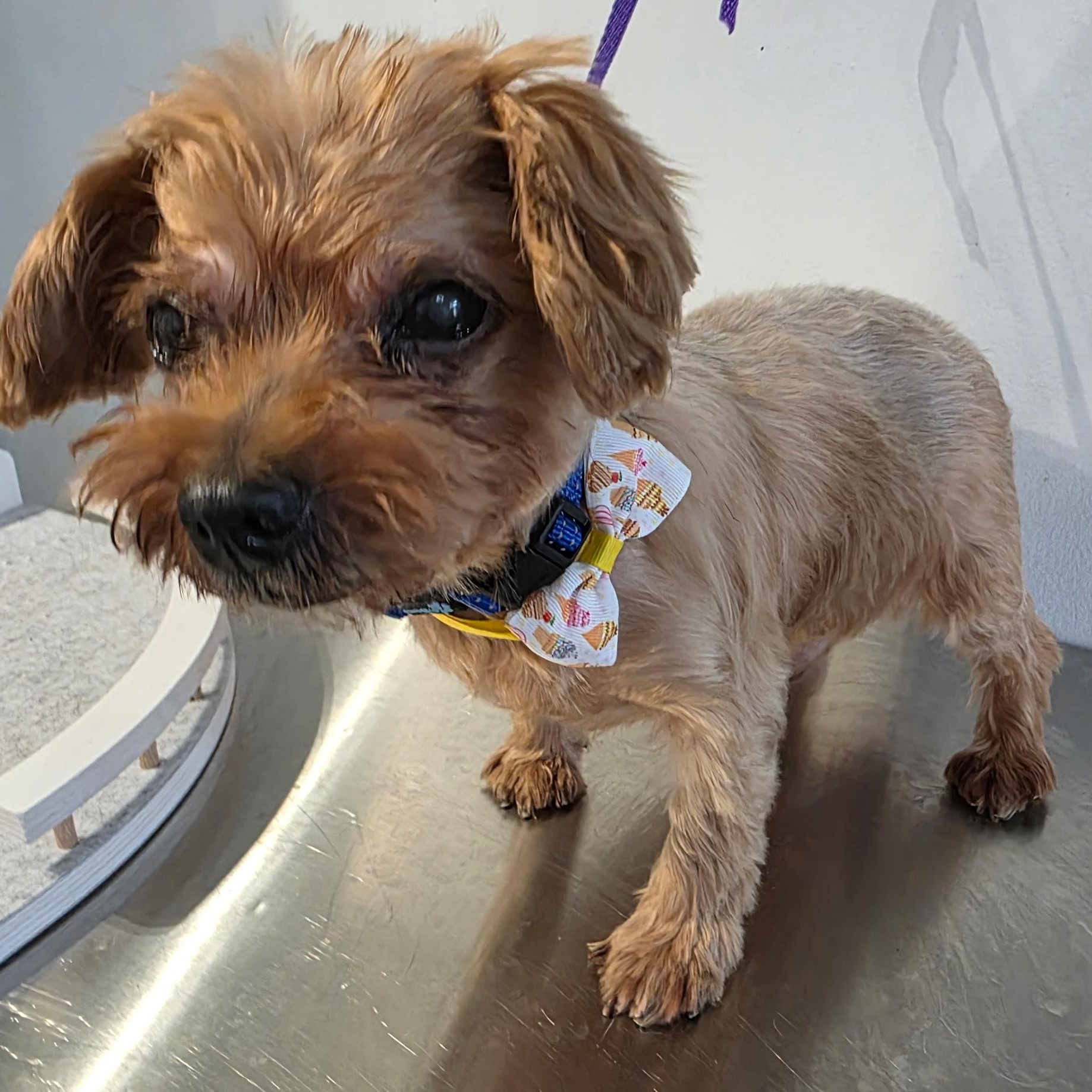 Enlarge Kopiko, a Adopted Yorkshire Terrier in New York, NY image 2/6