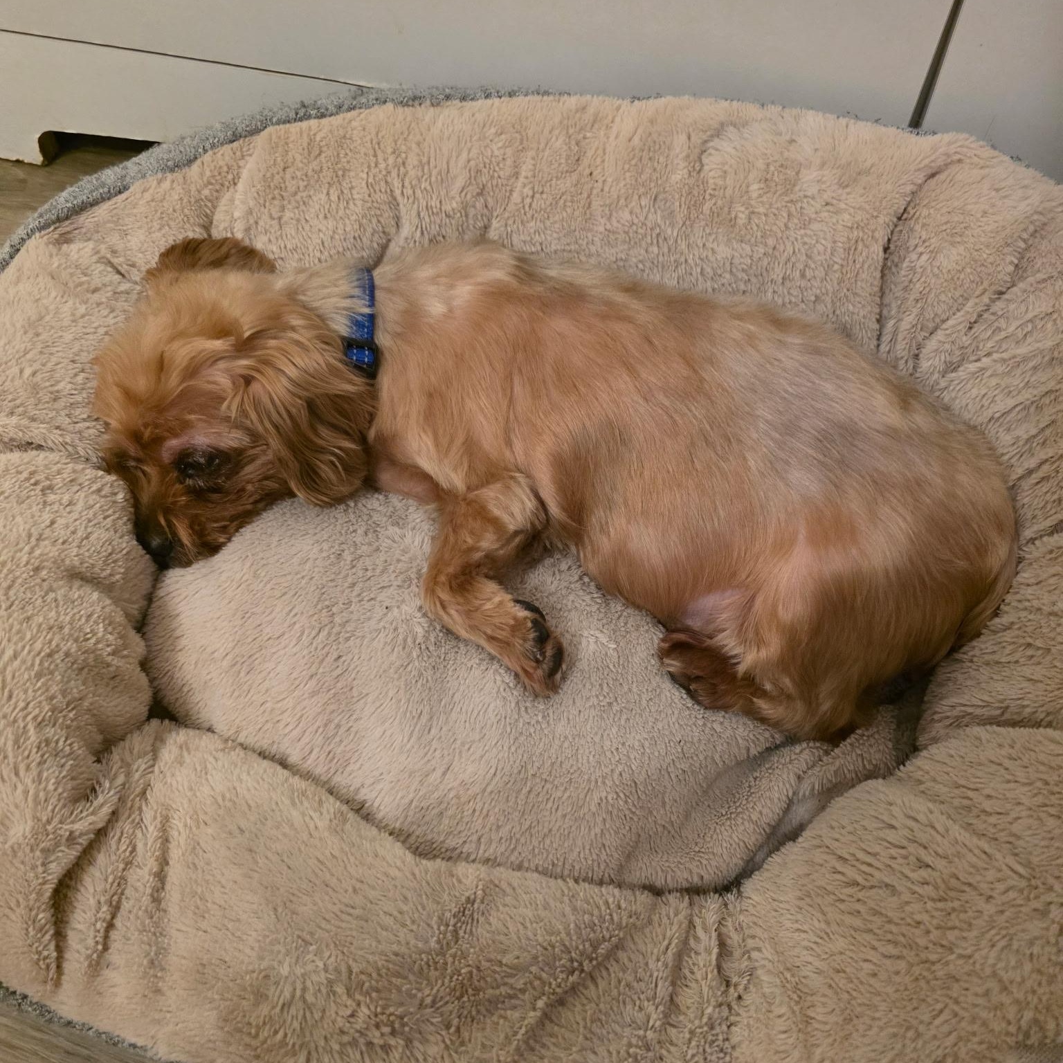 Enlarge Kopiko, a Adopted Yorkshire Terrier in New York, NY image 6/6