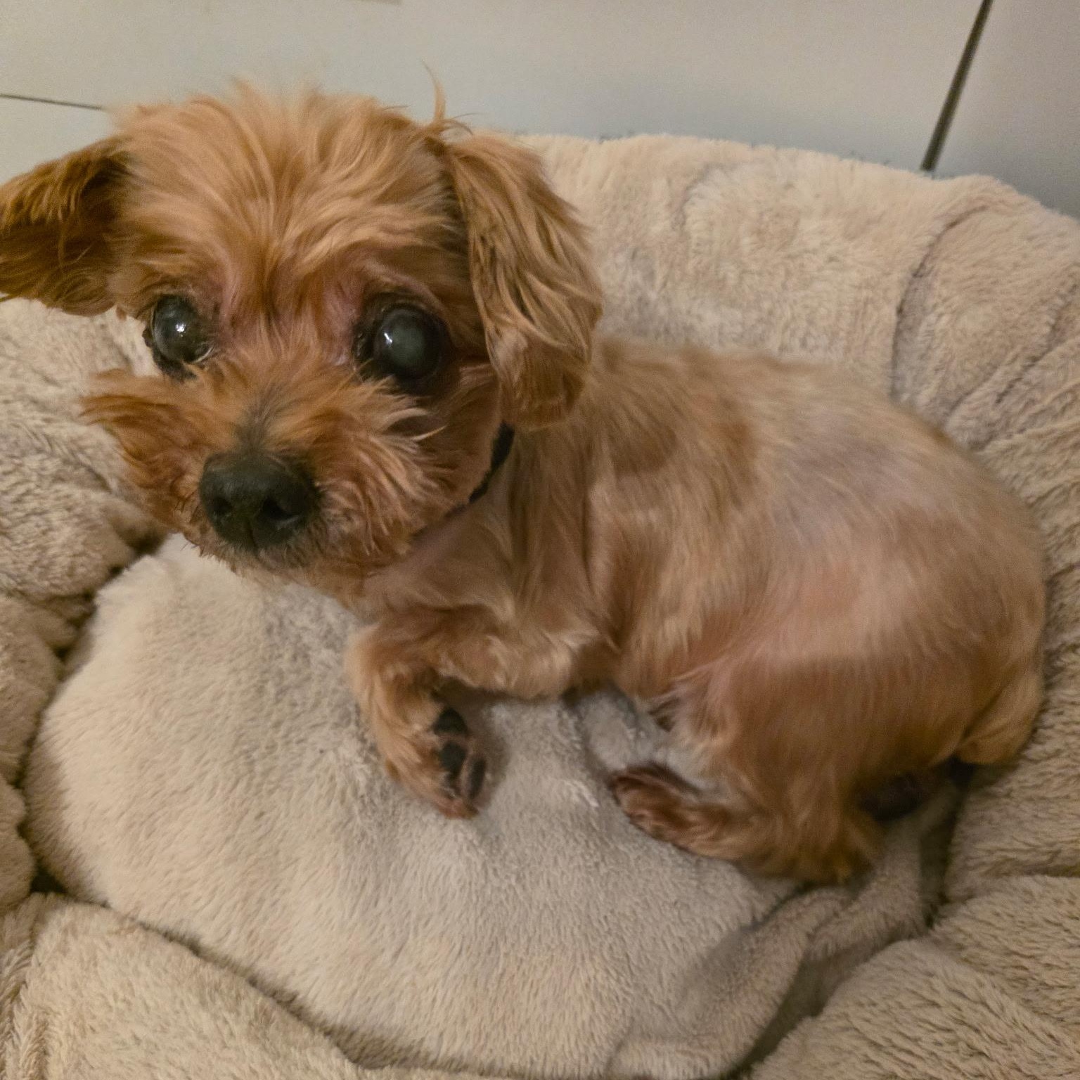 Enlarge Kopiko, a Adopted Yorkshire Terrier in New York, NY image 5/6