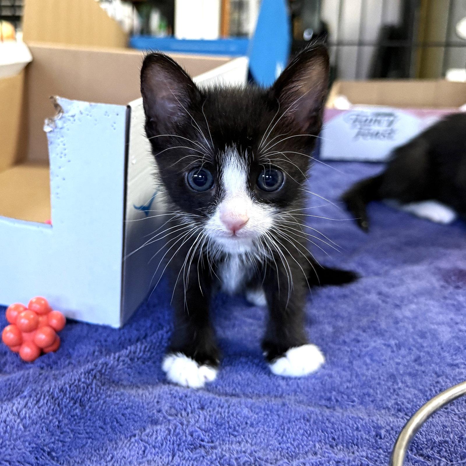 Lily (Lefty), Adoptable, Kitten Female Domestic Short Hair.