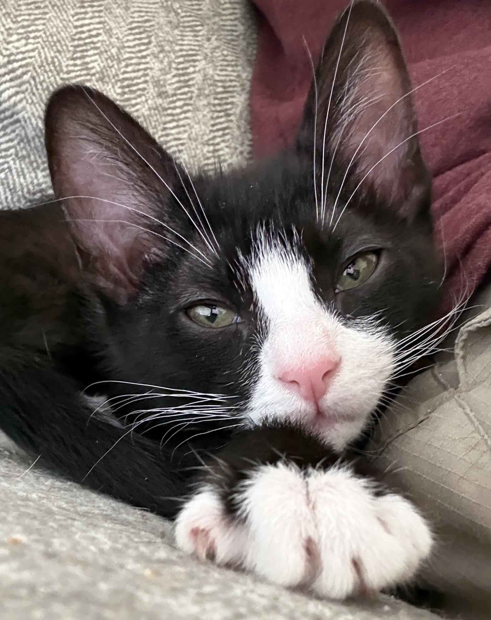 Lily (Lefty), a Adoptable Domestic Short Hair in St. Cloud, FL image 2/3