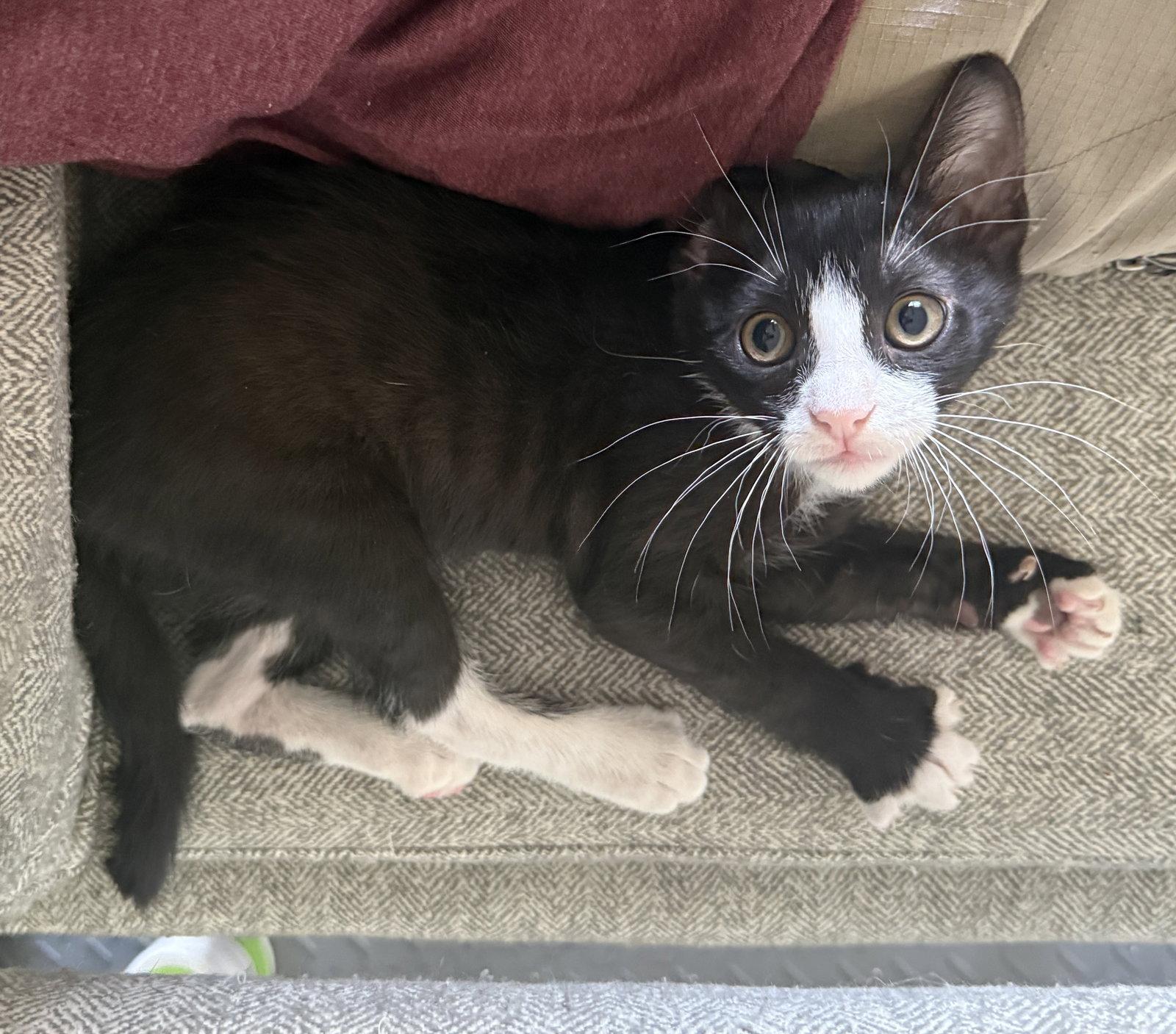 Lily (Lefty), a Adoptable Domestic Short Hair in St. Cloud, FL image 3/3