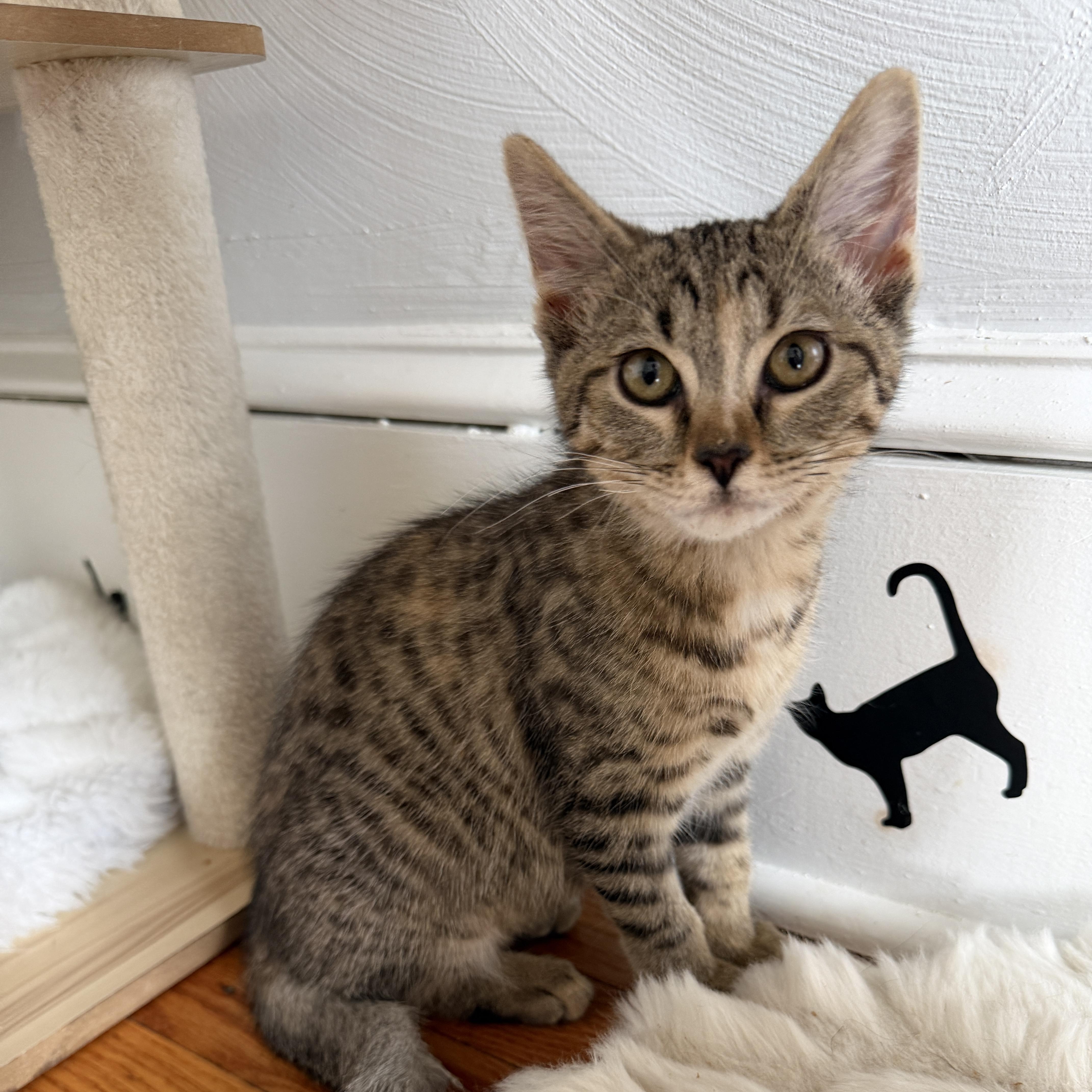Enlarge Karai, a ADOPTABLE Domestic Short Hair in Roanoke, VA image 2/2