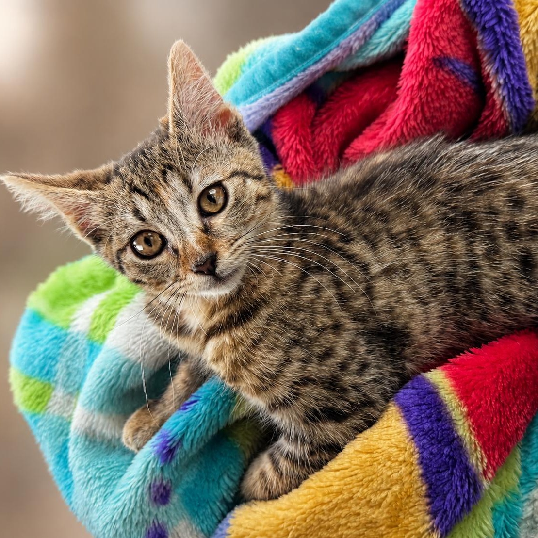 Karai, ADOPTABLE, Kitten Female Domestic Short Hair.
